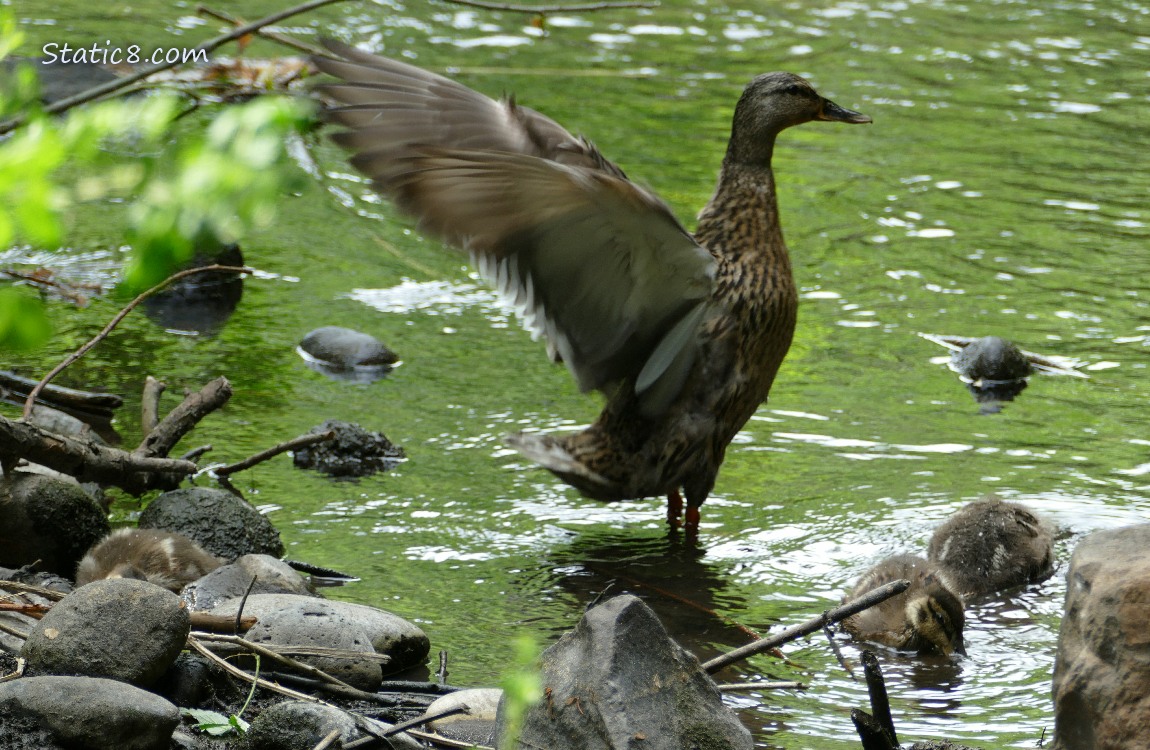 Mama Mallard standing with wings spread to adjust her feathers.  Three ducklings around her.