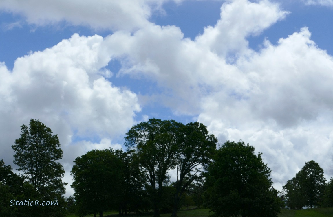 Puffy white clouds in a blue sky over the silhouette of trees