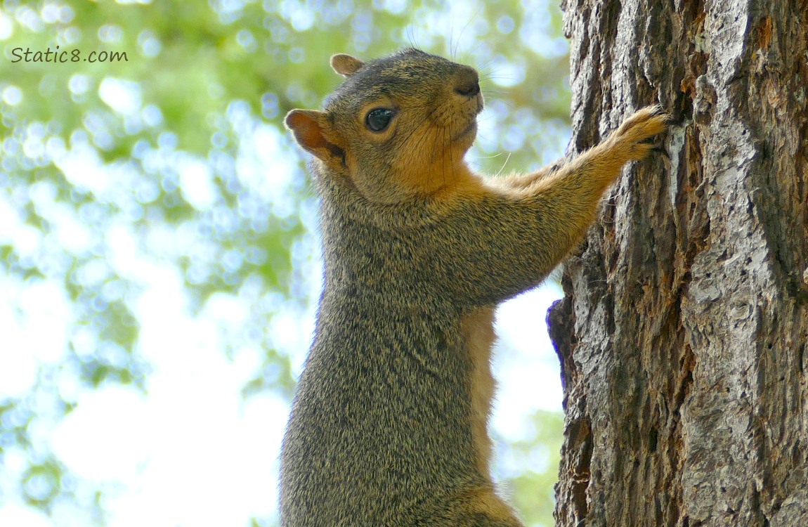Squirrel hanging to the side of a tree trunk