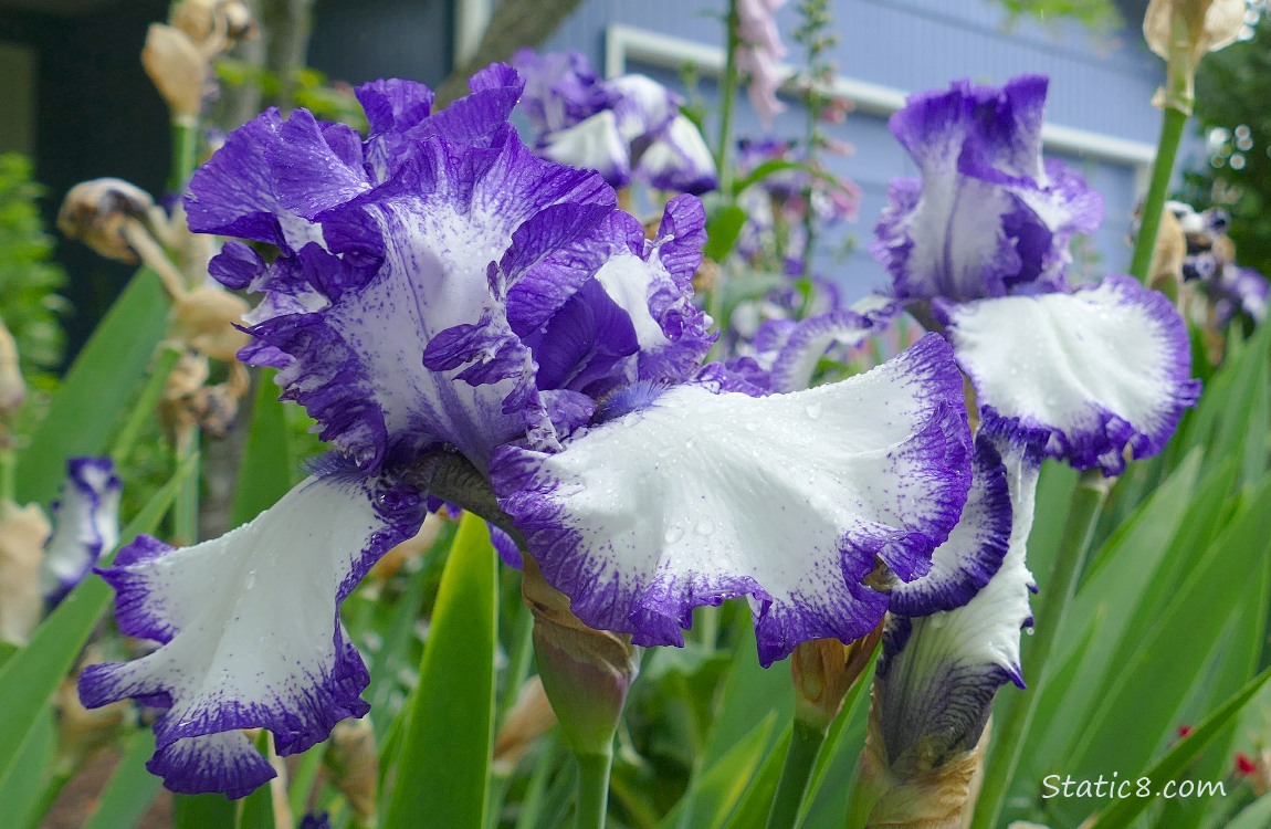 Bicolour purple and white Iris blooms