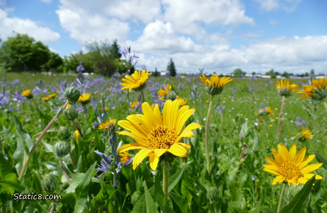 Mule Ear blooms under a blue sky