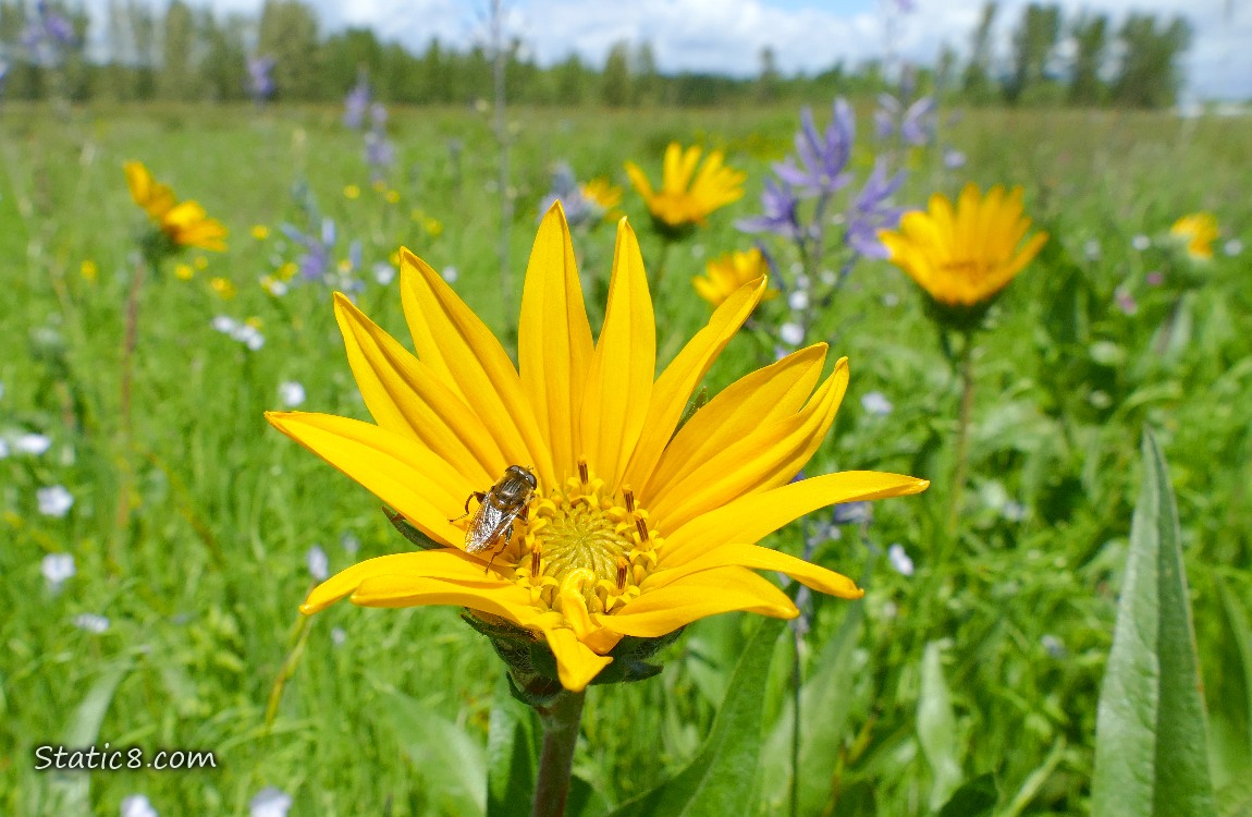 Bee or fly on a Mule Ear bloom