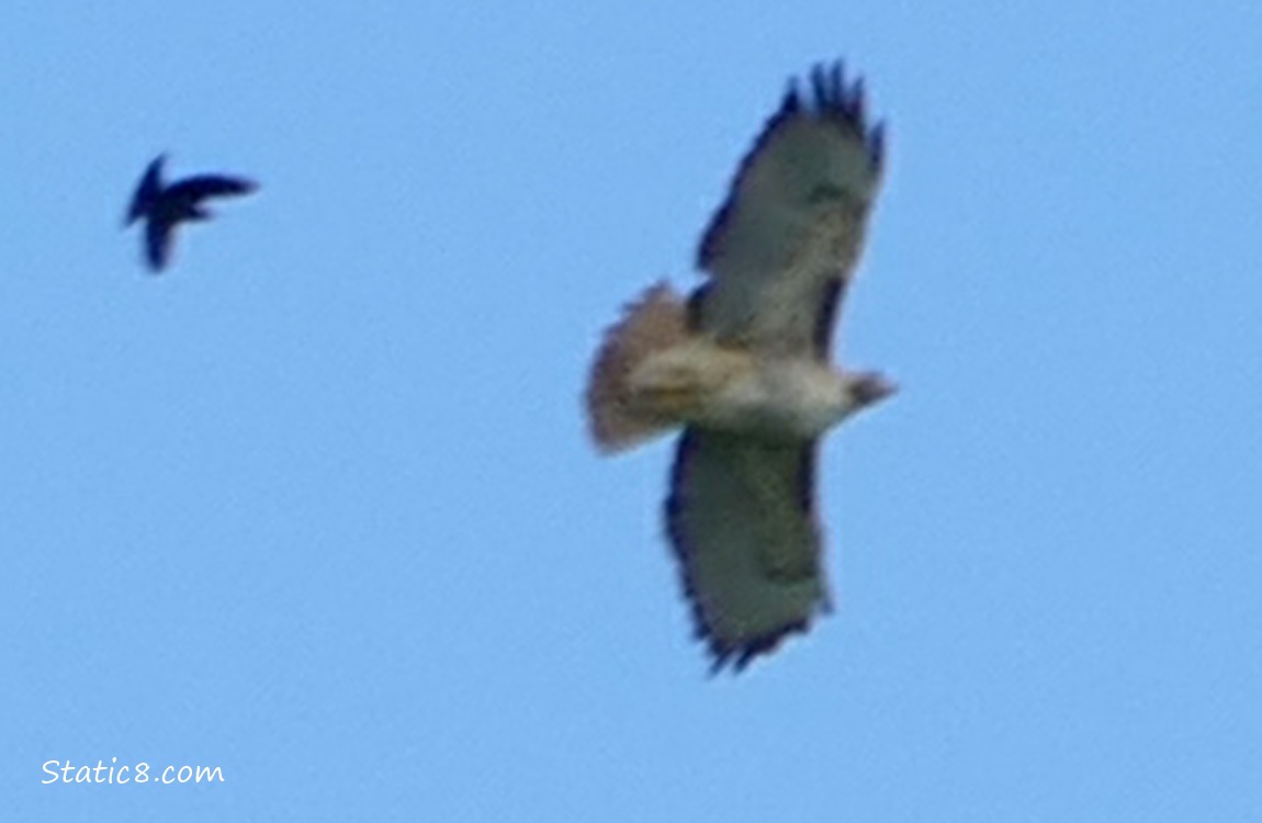 Red Tail Hawk flying in the blue sky being mobbed by a smaller bird