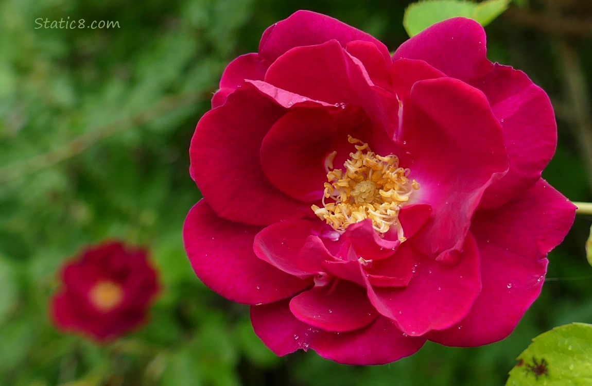 Red Rose bloom