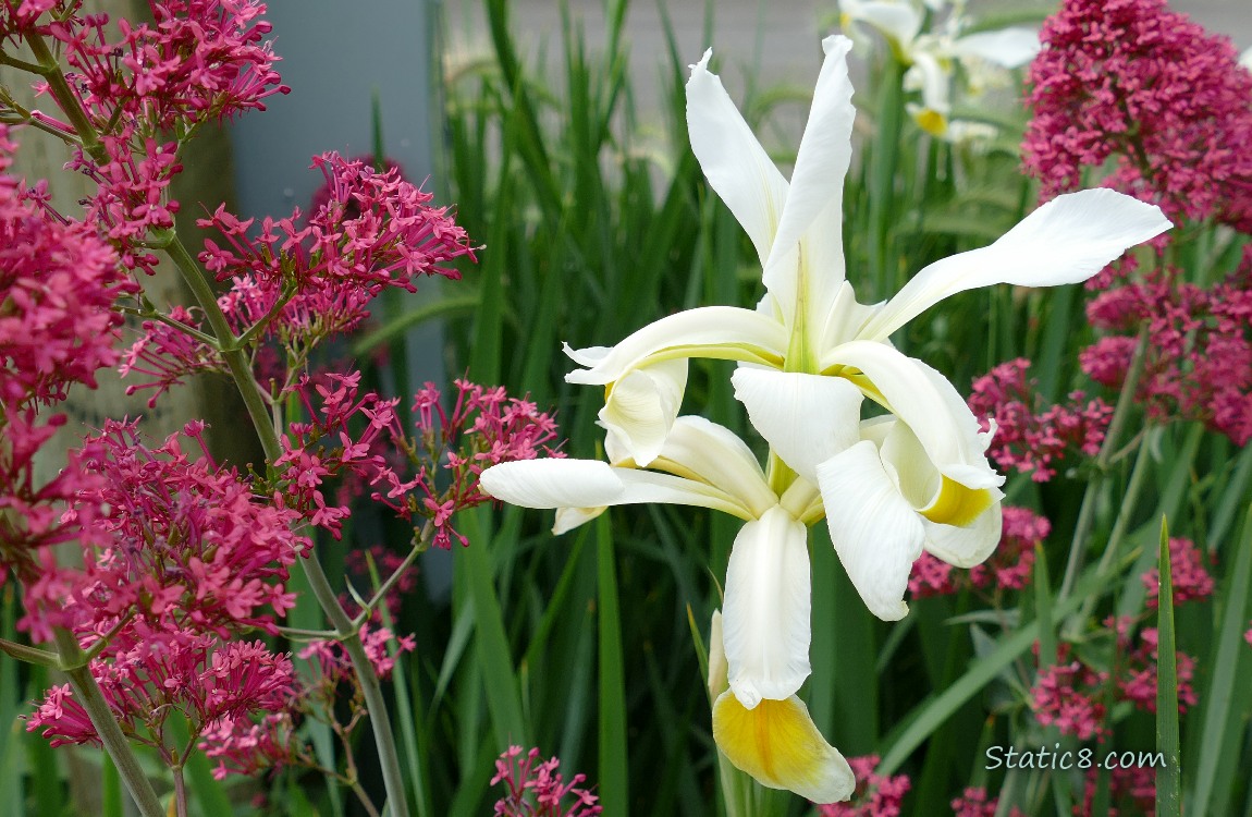 White Irises with pink flowers