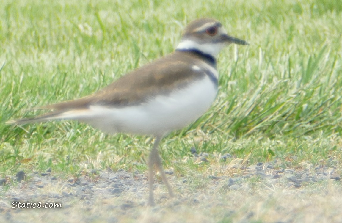 Killdeer standing in the grass