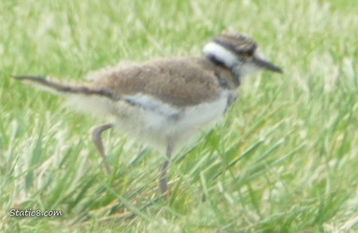 Killdeer baby walking in the grass