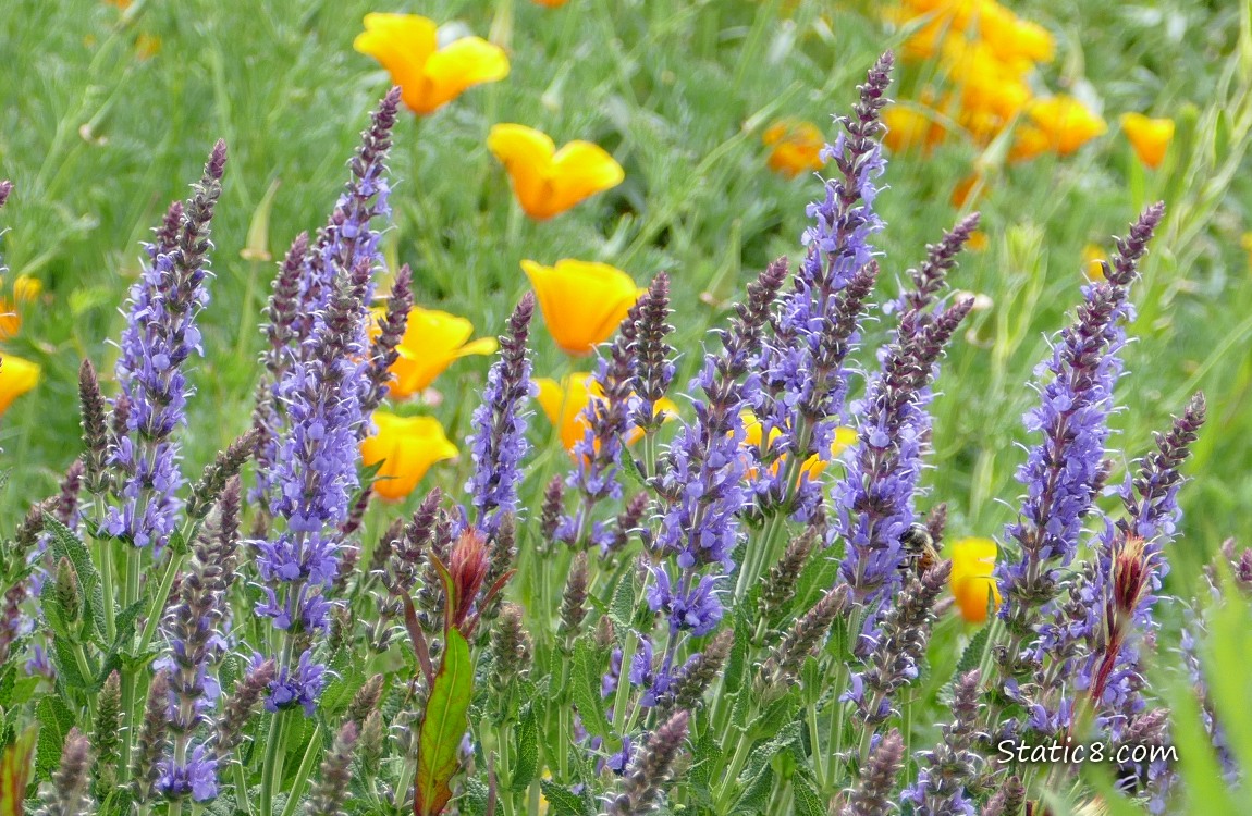Purple stalks of flowers in front of California Poppy blooms