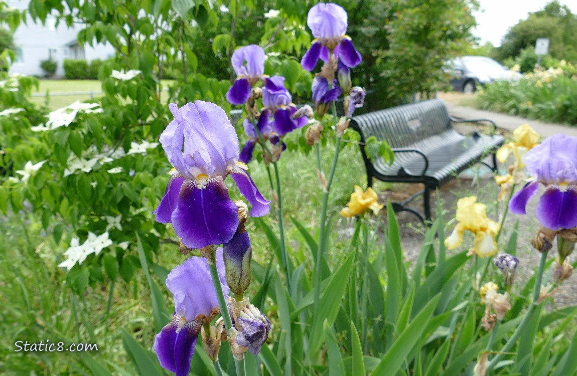 Purple Iris blooms and Dogwood blooms around a park bench