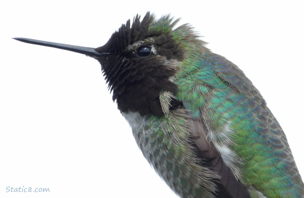 Close up of an Anna Hummingbird with grey sky behind