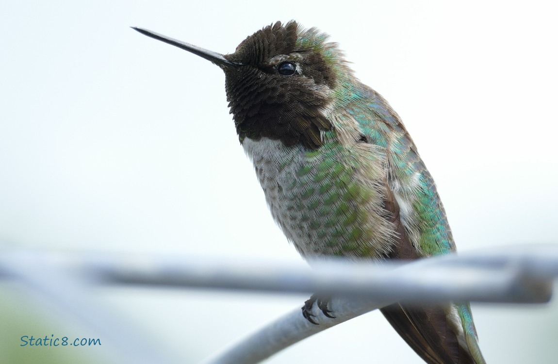 Anna Hummingbird standing on a wire trellis