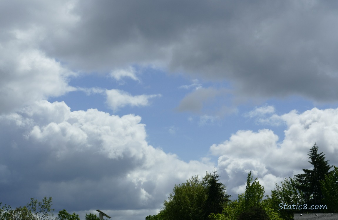 Clouds over the trees