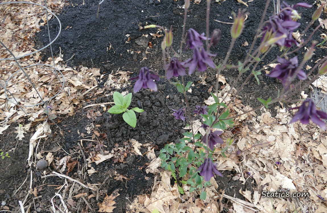 Sunflower seedling growing in the dirt under a blooming Columbine