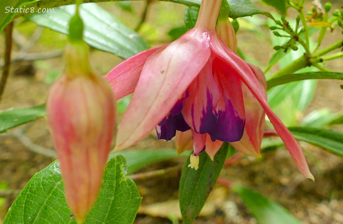 Fuchsia blooms