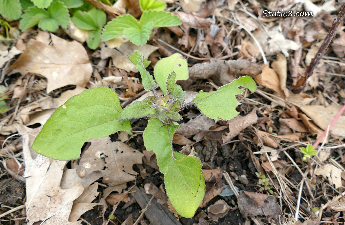 Sunflower plant growing in the dirt