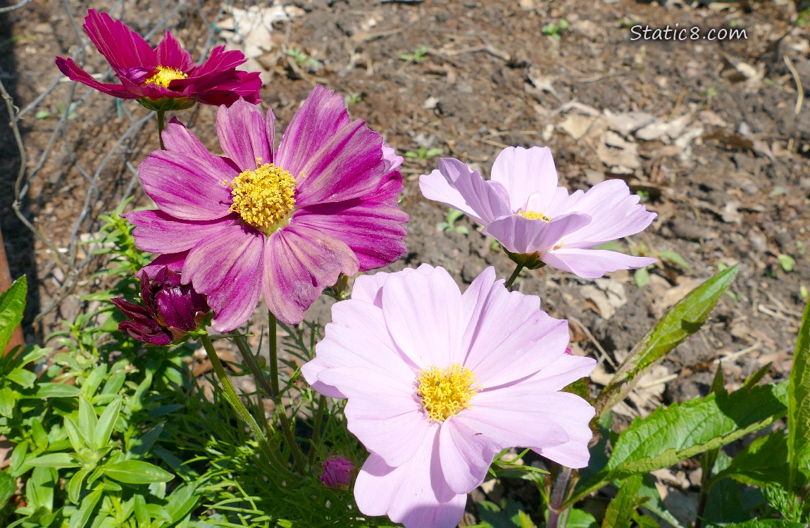 Cosmos blooms