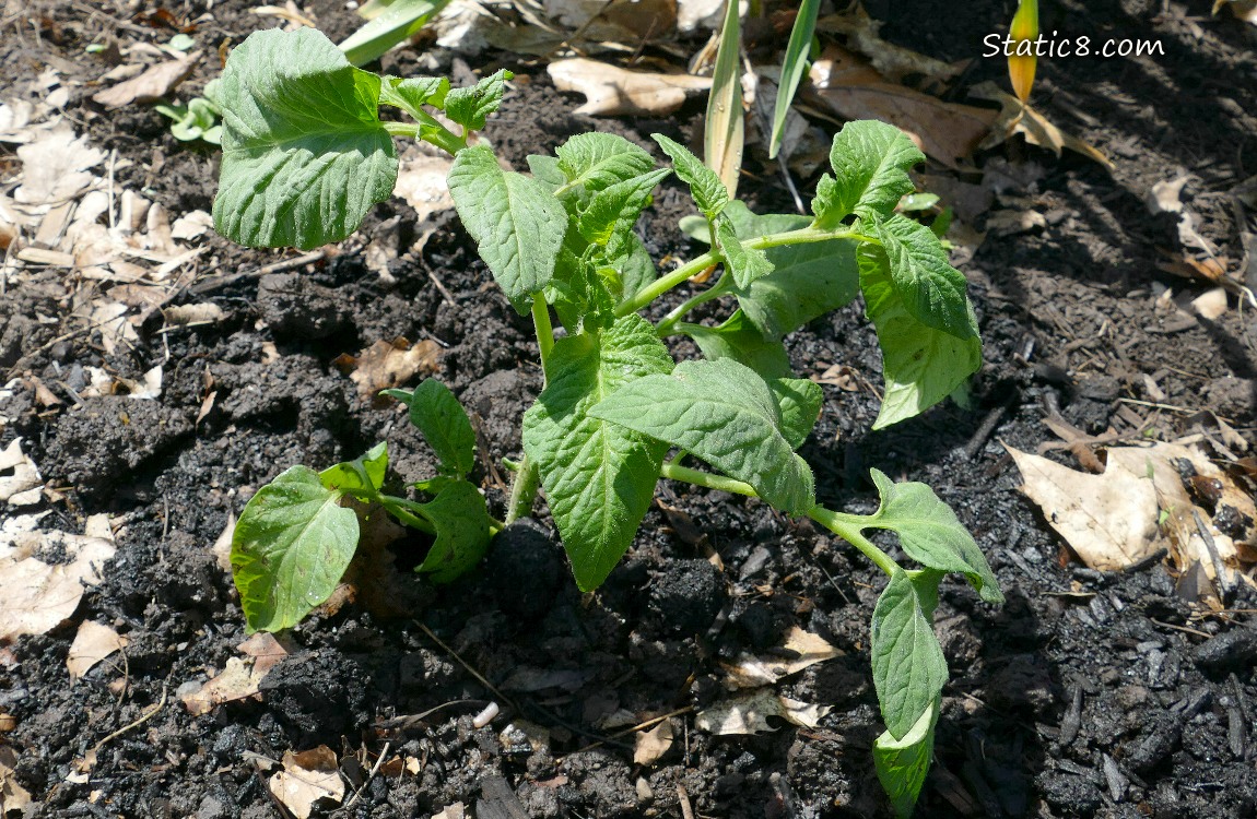 Small tomato plant growing in the dirt