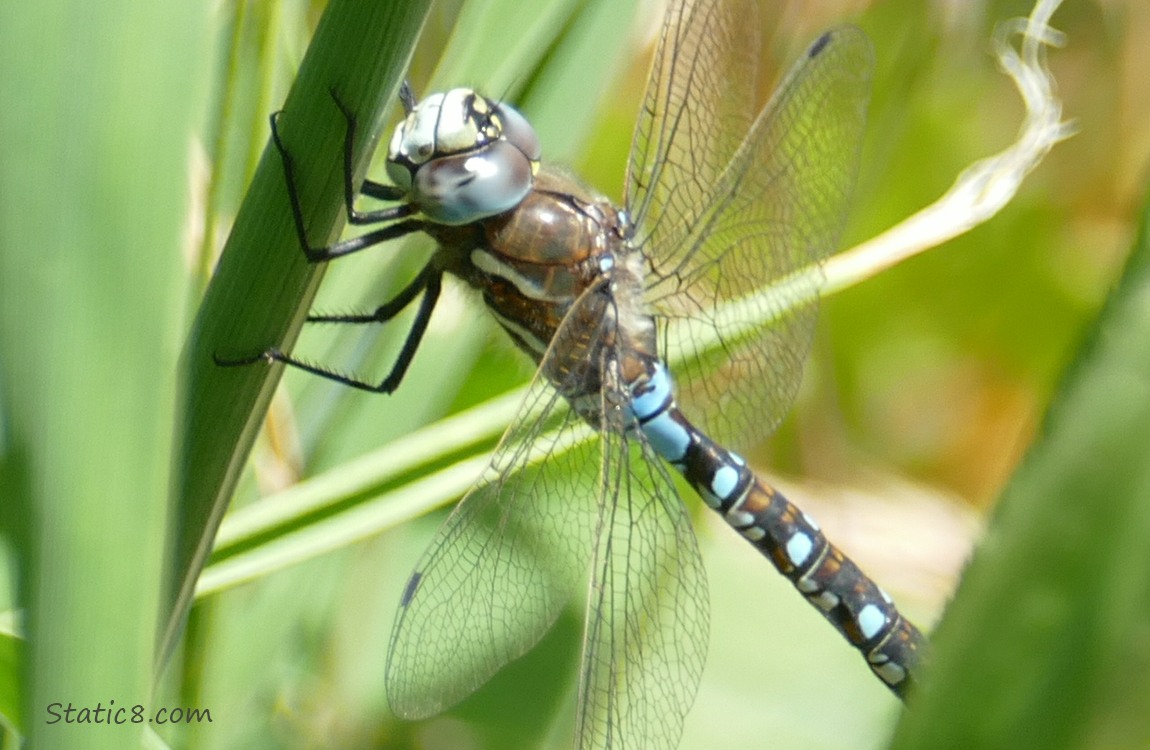 Dragonfly on some grass