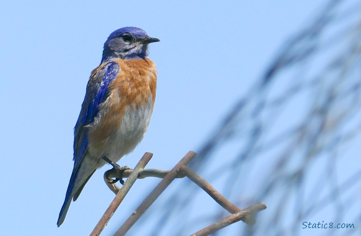 Bluebird standing on a wire trellis