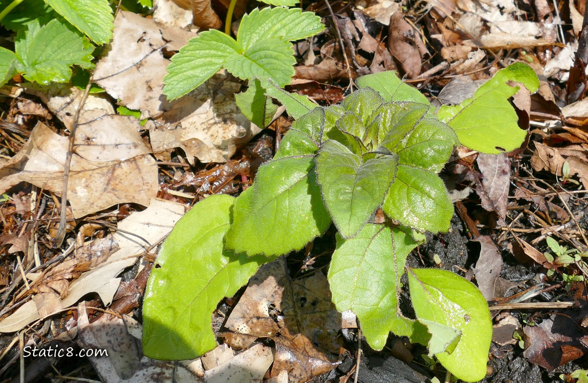 Small Sunflower growing near a Strawberry plant