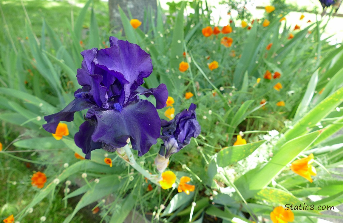 Purple Iris bloom with California Poppies