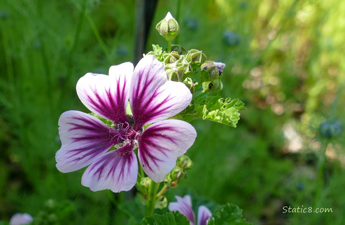 Unknown flower
