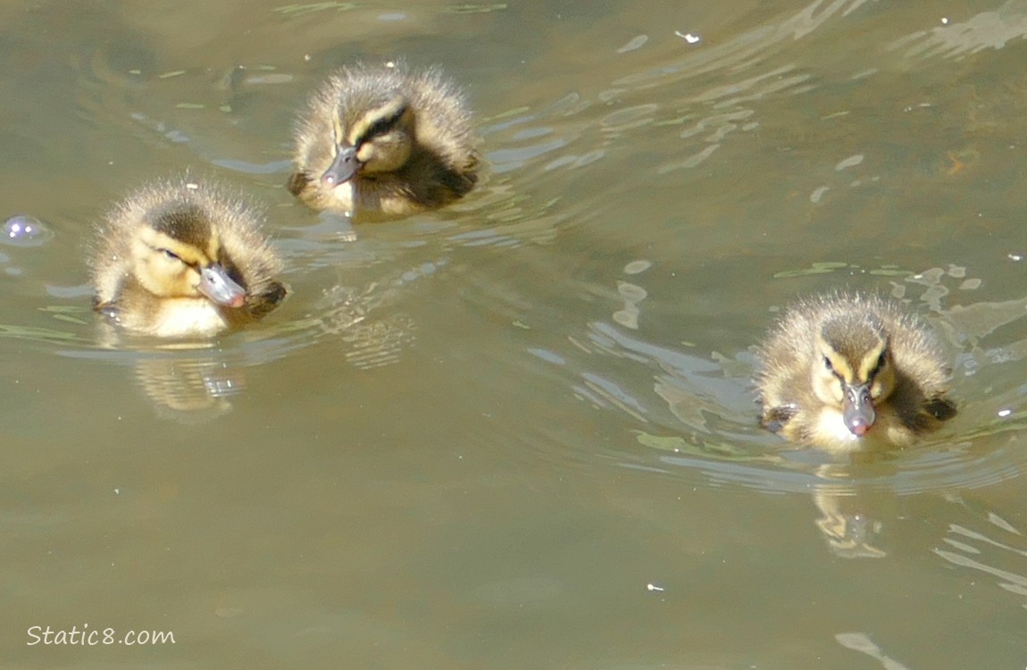 Three Ducklings paddling on the water