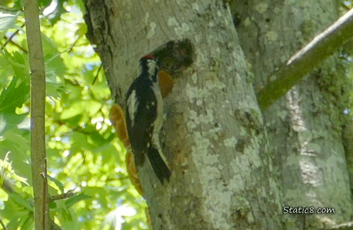 Downy Woodpecker standing outside his nest hole