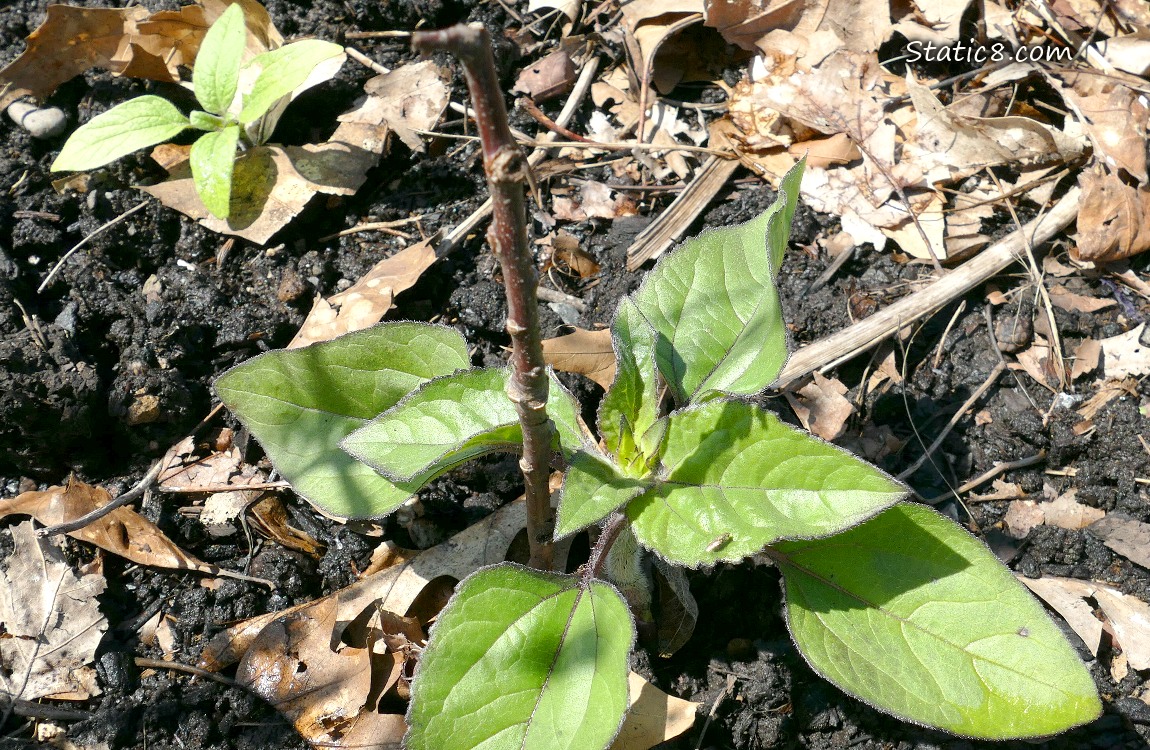 Small sunflower plants