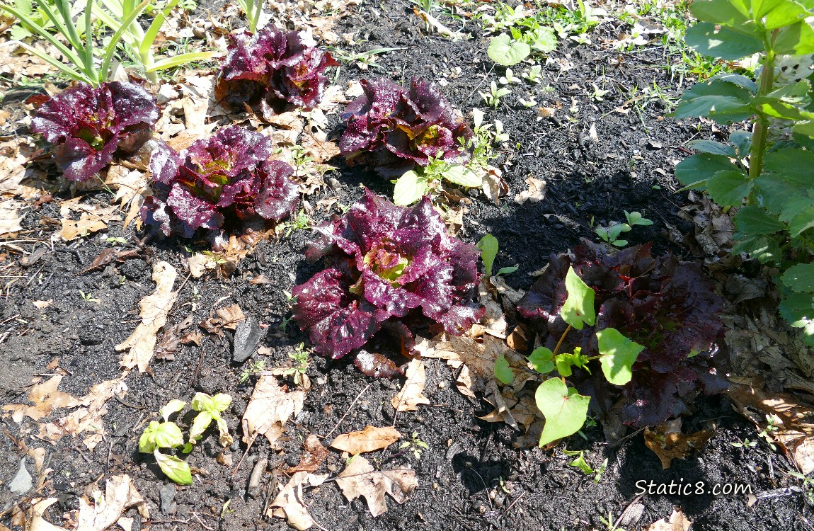 Lettuces growing in the dirt