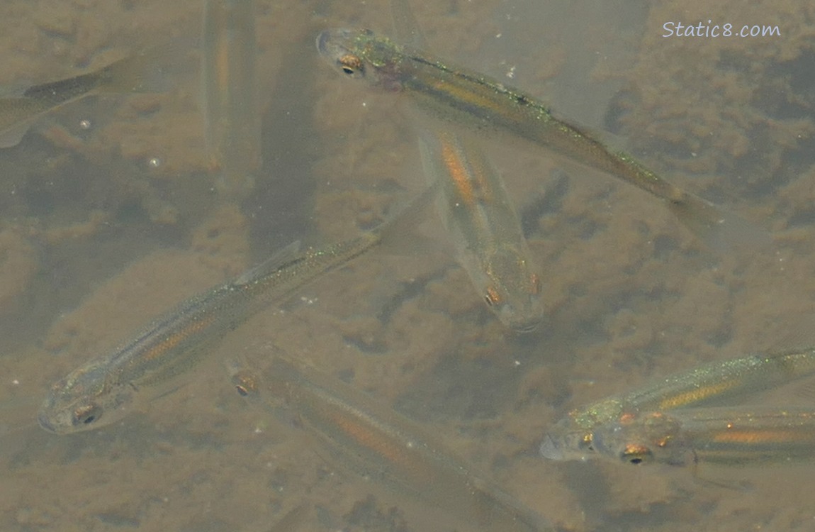 Close up of Minnows swimming in water