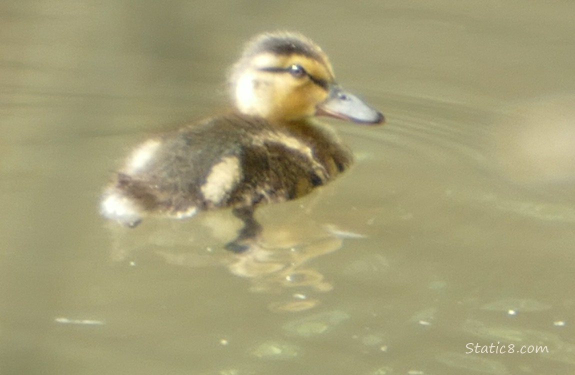 Mallard duckling paddling on the water looking back