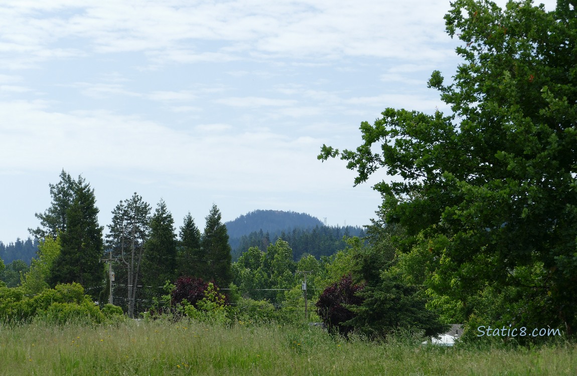 Trees on the hill in the distance