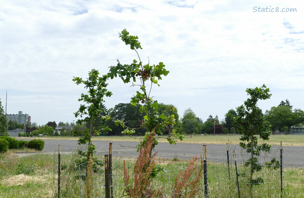 Oregon Oak saplings with trees and cloudy sky in the background