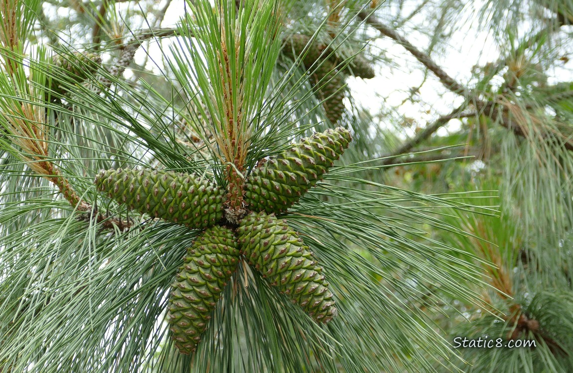 Green pine cones growing on the tree