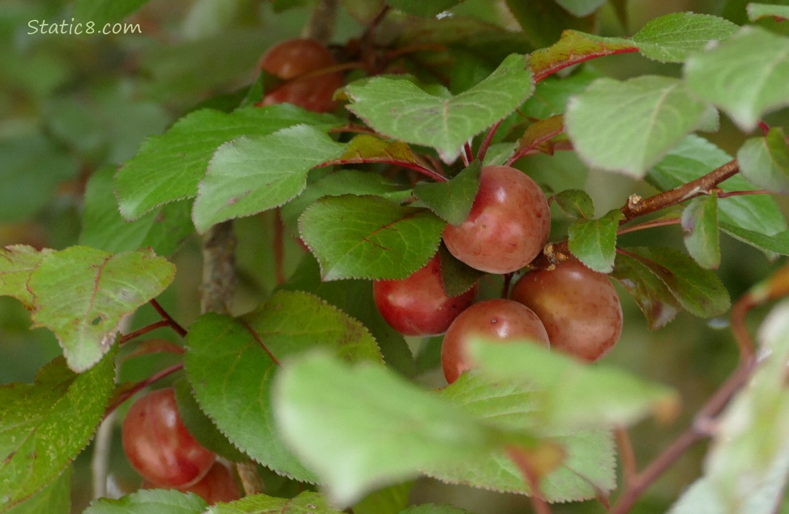 Plum fruits ripening on the tree