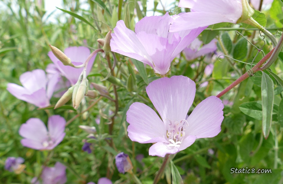 Pink blooms