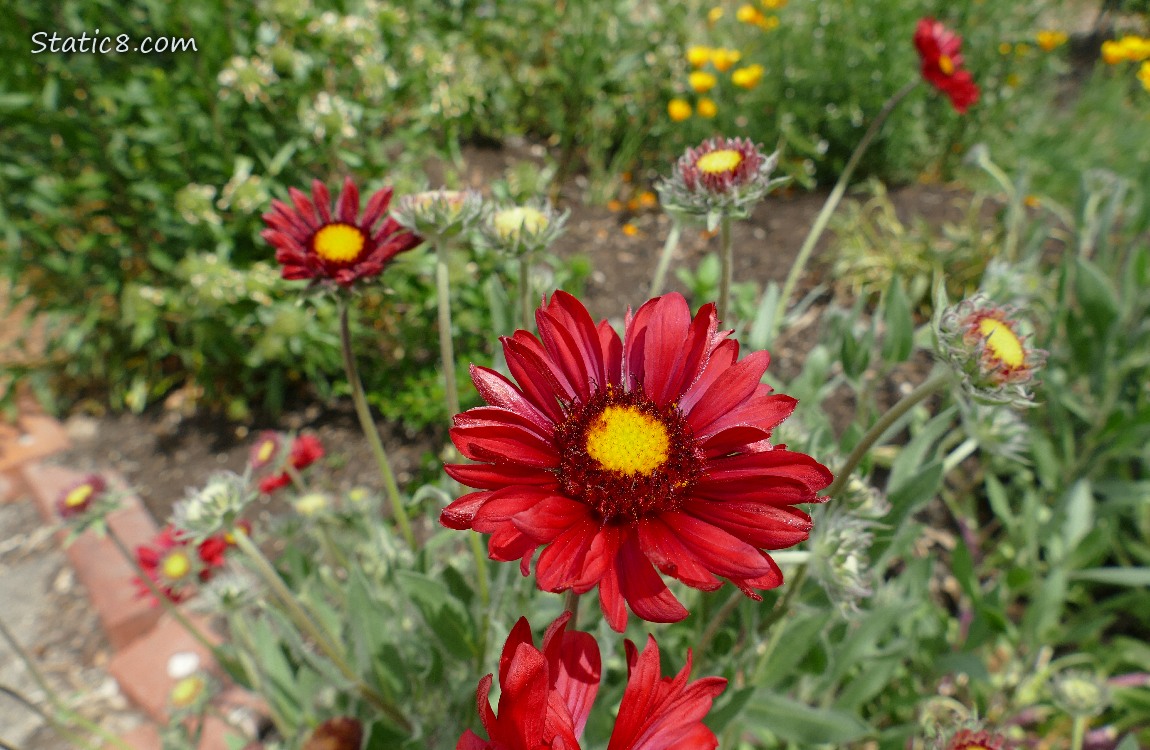Red flowers