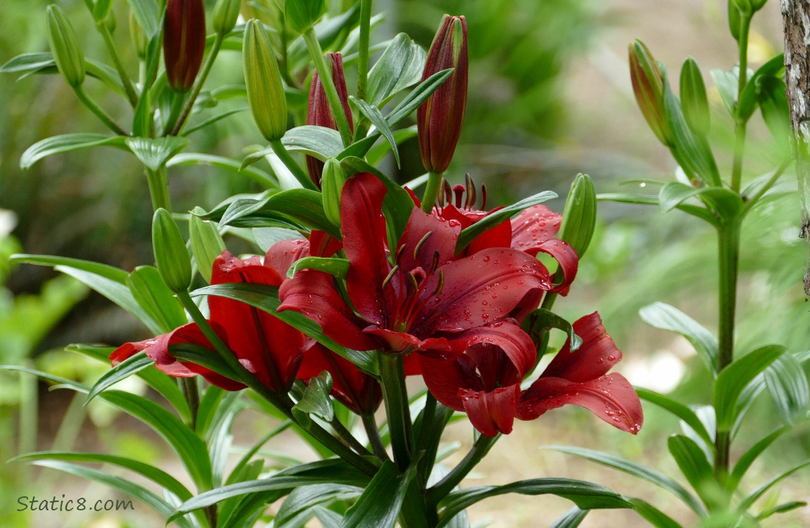 Dark red Asiatic Lily blooms and leaves