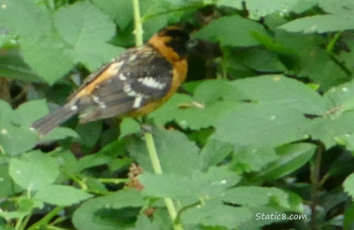 blurry Black Headed Grosbeak standing on a twig, surrounded by green leaves