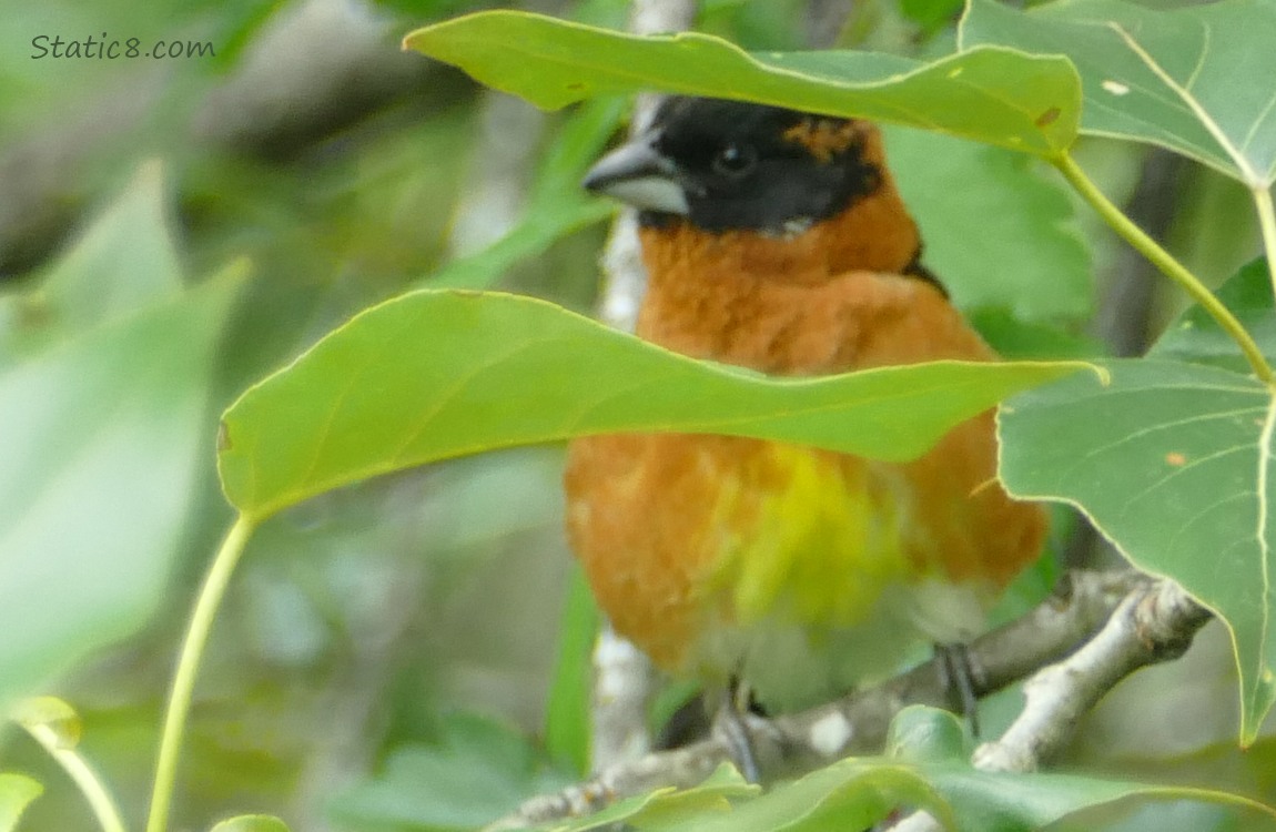 Black Headed Grosbeak standing on a twig, behind a leaf