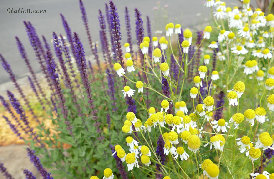 Camomile blooms and purple stalks of blooms