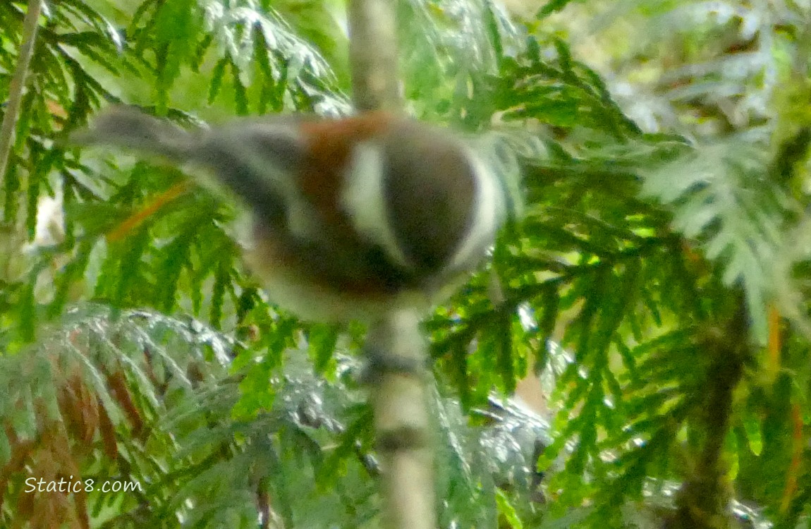 Very blurry Chestnut Backed Chickadee standing on a twig