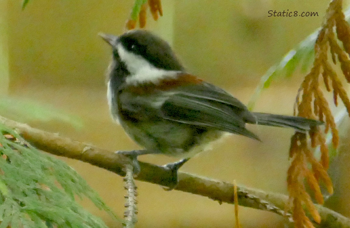 Chestnut Backed Chickadee standing on a twig