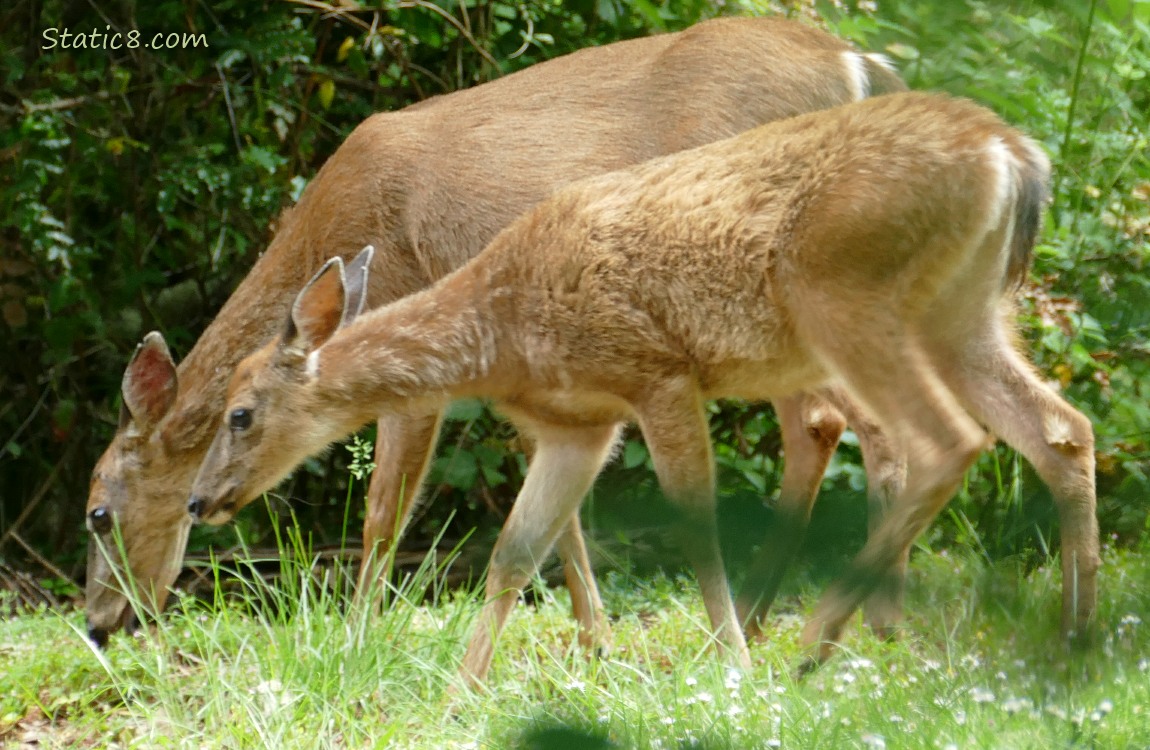 Two Deers walking and eating grass