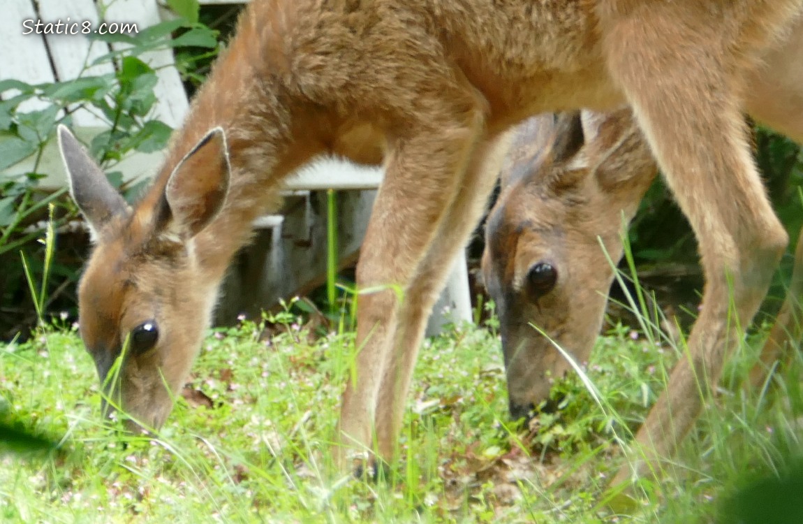 Two Deers eating grass