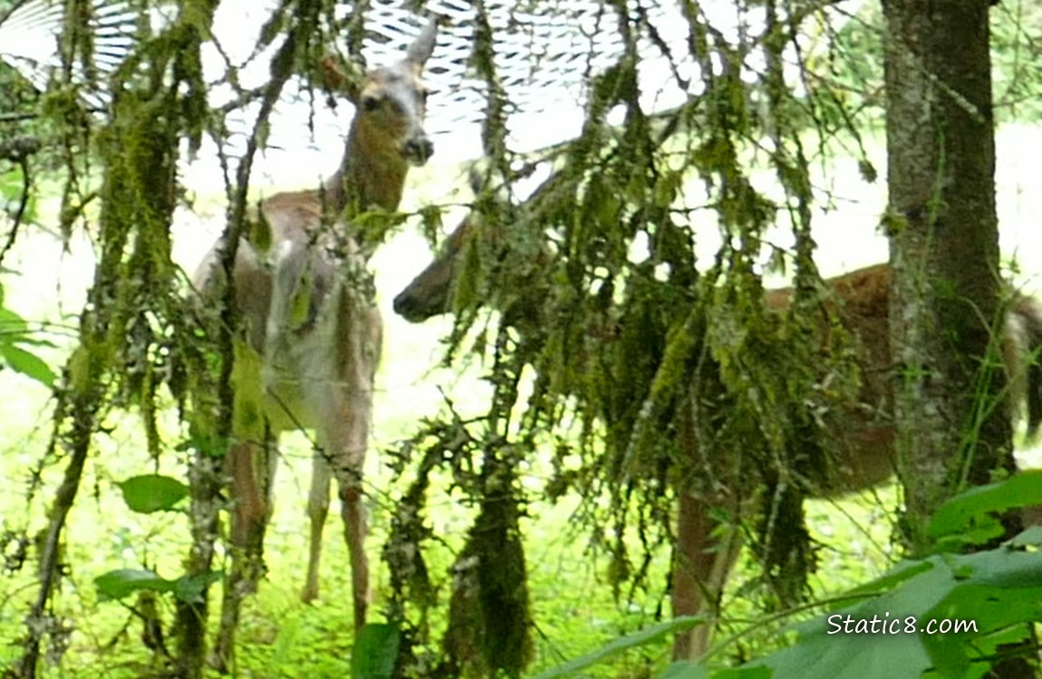 Two Deers past shrubbery