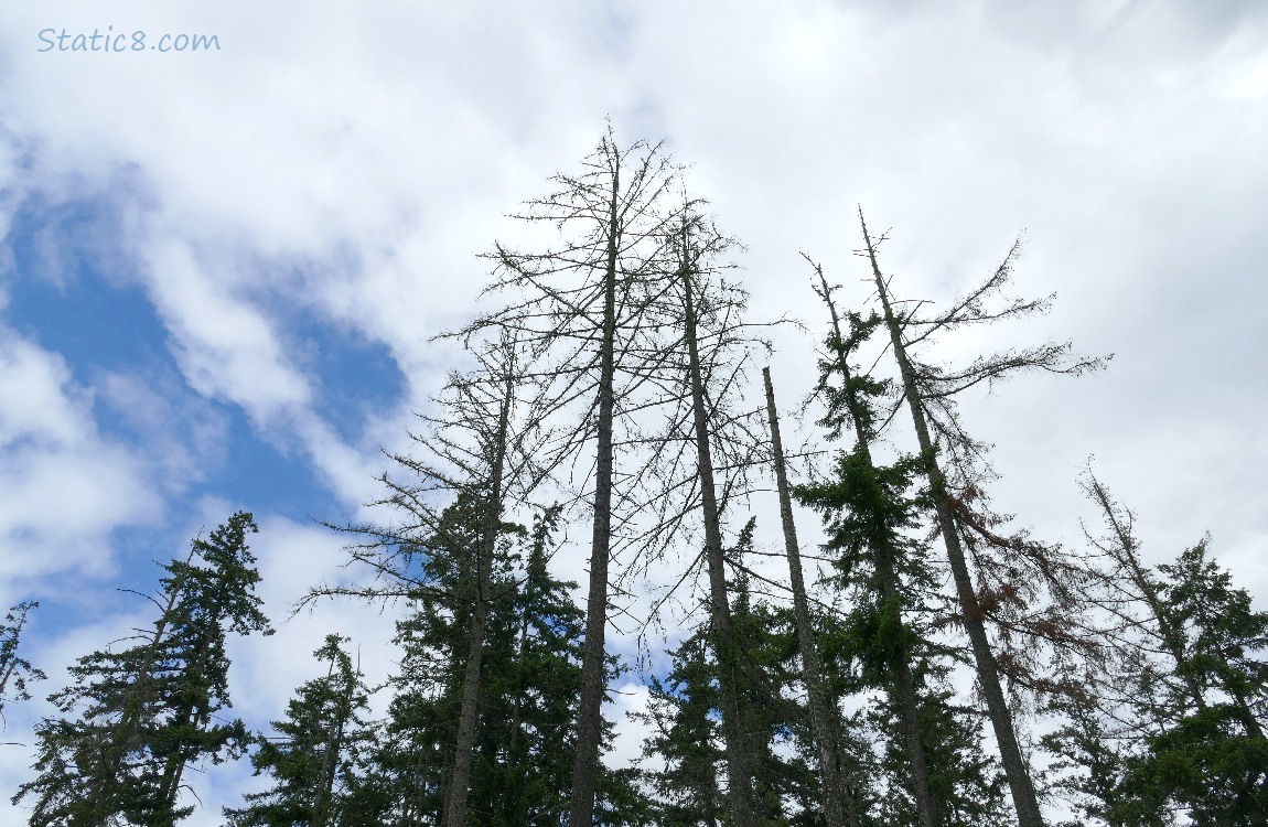 Looking up at dying Douglas Firs with blue sky and clouds behind
