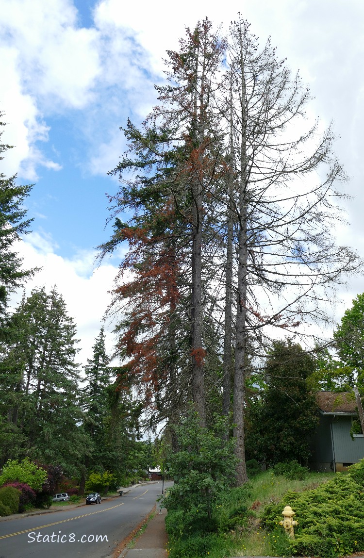 Dying Douglas Fir trees next to a neighborhood street