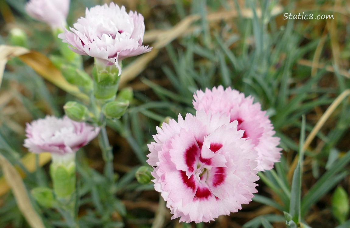 Garden Pink blooms and leaves